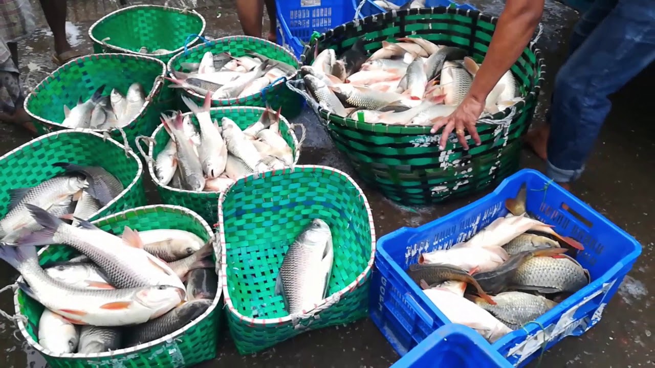 Alive Fish Market in Chittagong Fishery Ghat YouTube