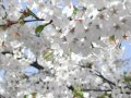 葉桜~hazakura~