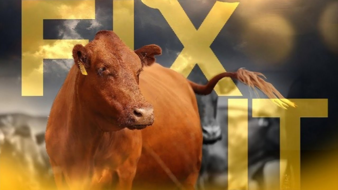 Hanzyl Bonsmara Stud auction.