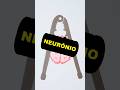 NEURÔNIO Curiosidade #shorts#Neurônio