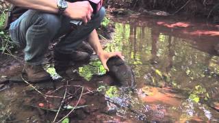 Ranger nick: signs of healthy creeks ...