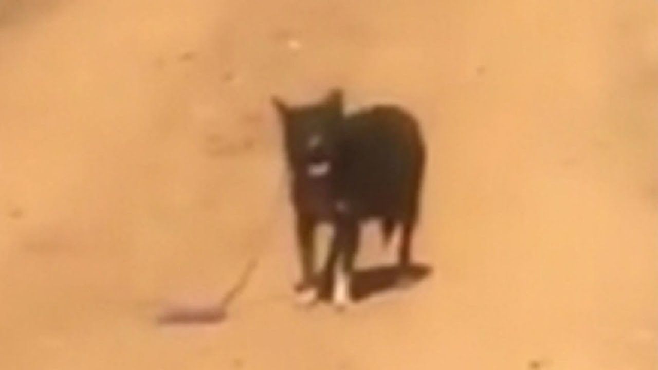 MAN'S BEST FRIEND: Dog leads rescuer to injured owner