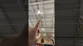 Birds inside the store Lowe’s