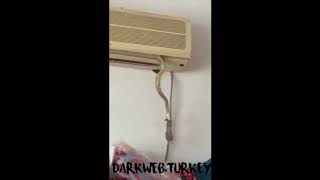 Klimadan çıkan yılan fareyi yedi!