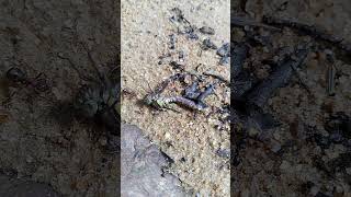 Kampf Ums Leben Teil2