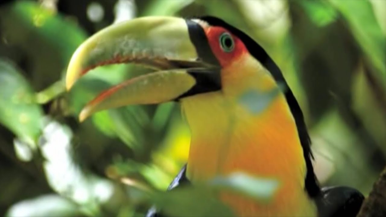 Canada Latino Show s26e12