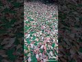 ميادة الحناوي يا أحلا الذكريات