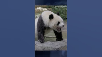 2 giant pandas journey from China to new home at National Zoo in Washington D.C.