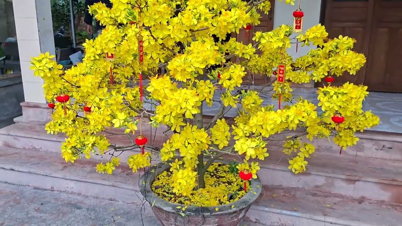 Ngày mùng 2 Tết, chúc các cô chú, anh chị nhiều sức khỏe, vạn sự như ý, mã đáo thành công.