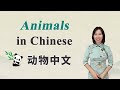 Learn Animals in Chinese丨Beginner Chinese
