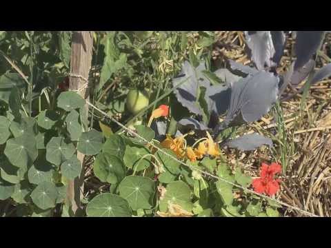 Community gardening