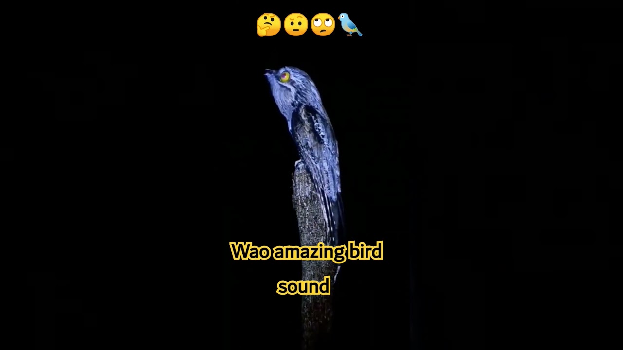 Northern potoo amazing voice 