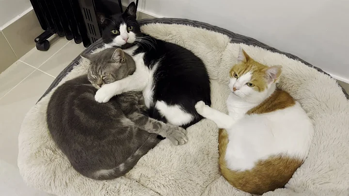 Video 1502931: british shorthair male cat, domestic shorthair male cat, shorthair cat white, cat love