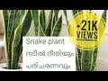 Snakeplant or sanseveria propagation and caring in malayalam