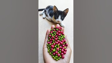 ASMR ✨ Reverse Cat Magic — Satisfying Beads#shorts #cat #asmr #beads #satisfying