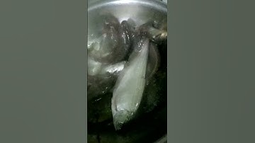 Câu cá rô đồng dính thác lác #bophoveque #fishingvideo #Shorts #SangHuynhVlog