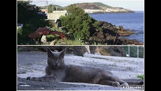 Terceira Island - Azores - Percurso Artistas Da Terra - Vila Do Porto Judeu