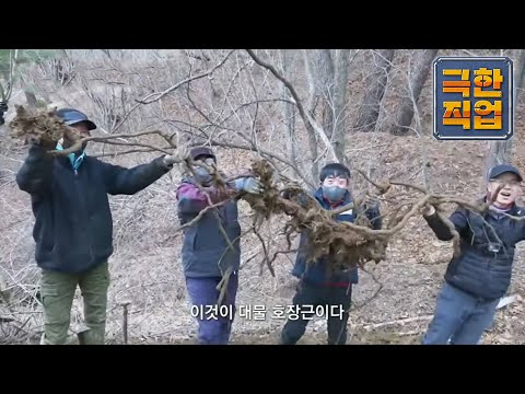 극한직업 - Extreme JOB_자연에서 찾은 보약! 석이버석, 호장근, 백하수오_#002