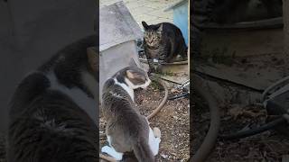 【おやじ…】#親父 #父親 #頑固 #家族 #息子 #ねこ #猫 #ネコ #cat #アフレコ #comedy #shorts #ドラマ