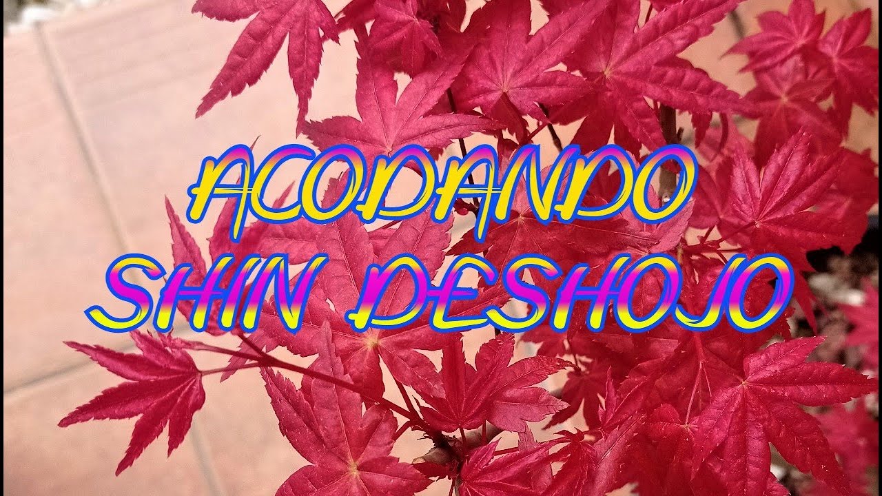 Acer Palmatum - Shin Deshojo