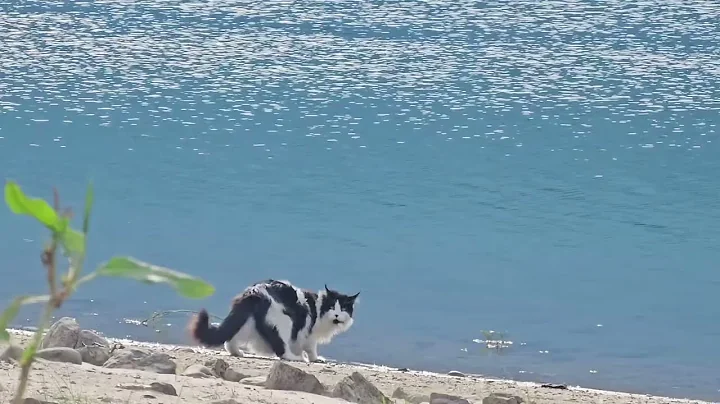 Watch the video about Smart Kitty | Arrow Lake | Mainecoon Cat