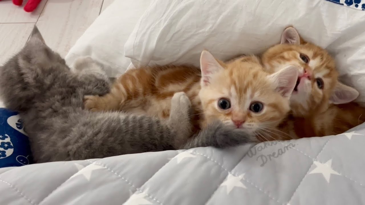 まるでぬいぐるみみたいなかわいい子猫たち💓 - YouTube