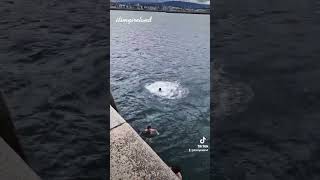 Lads Jumping Off The Pier