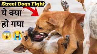Robert Vs Pitbull | Pitbull Vs Dogo Argentino | Rottweiler Fighting | German Shepherd Fighting Video