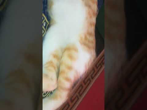 هايهاي على موكا مقلشا في الدرب كة مكحلا عين اعين كاع الدريات بعتو اقتلوها