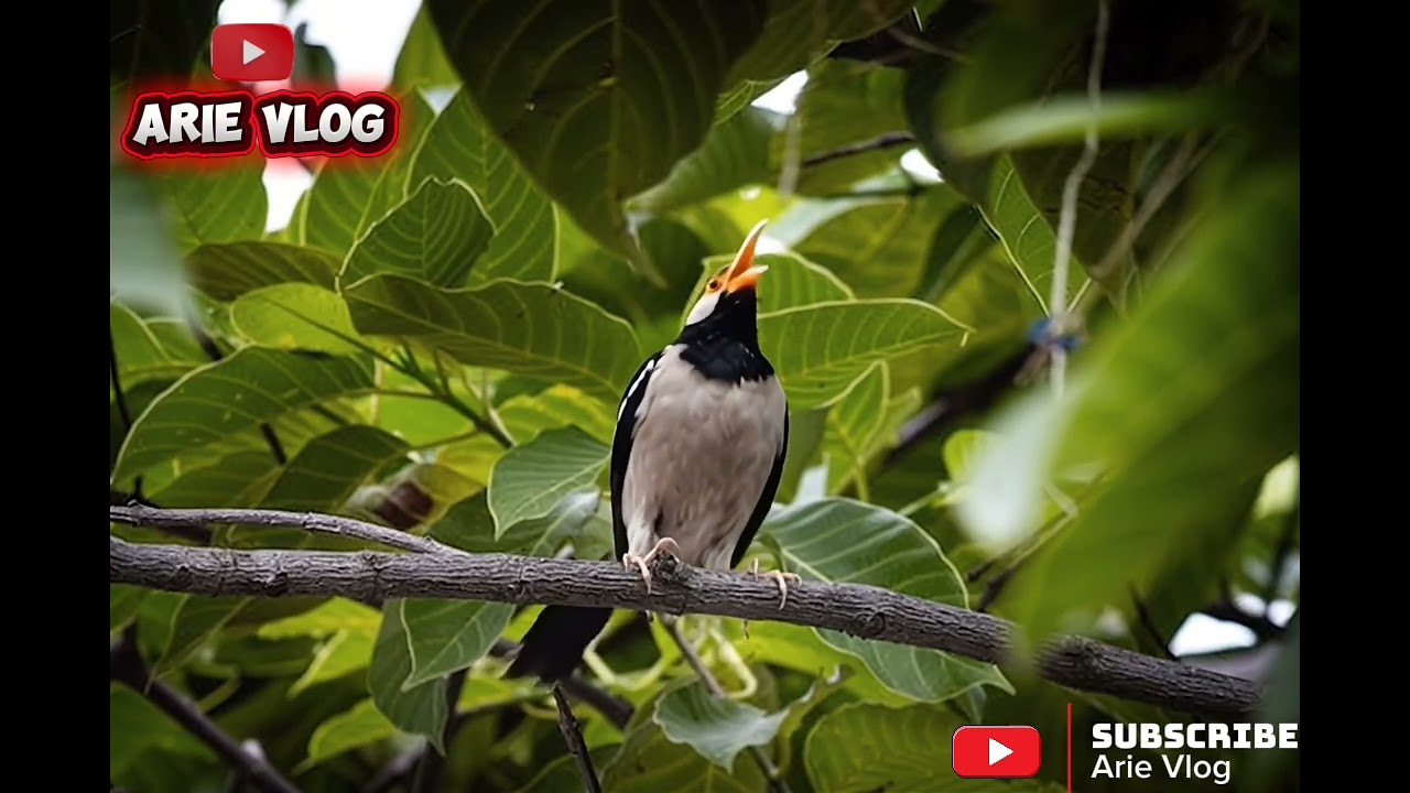 Masteran Burung Jalak suren dari Alam liar #burung #burungkicau #kicaumania #kicau #masteranburung 