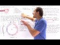 Alveolar Structure and Gas Exchange