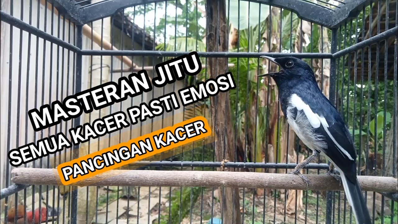 Kacer GACOR ngeplong KONSLET Tarung ini Paling Ampuh untuk PANCINGAN KACER agar EMOSI..