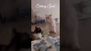 Casting Spell😂😂😂 #funny # #cat #cute #pets #catlover #animals #funnycats
