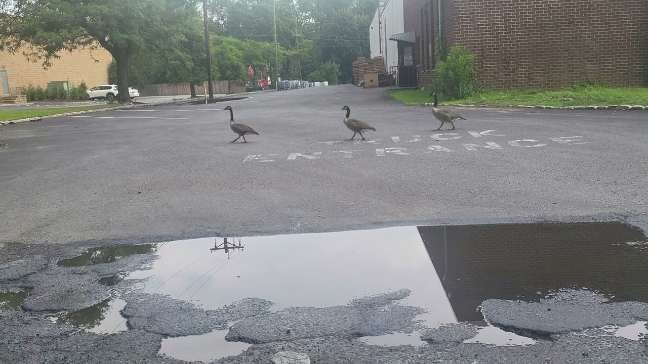 Duck Duck 🦆 Goose. Keep steppin 🚶‍♀️