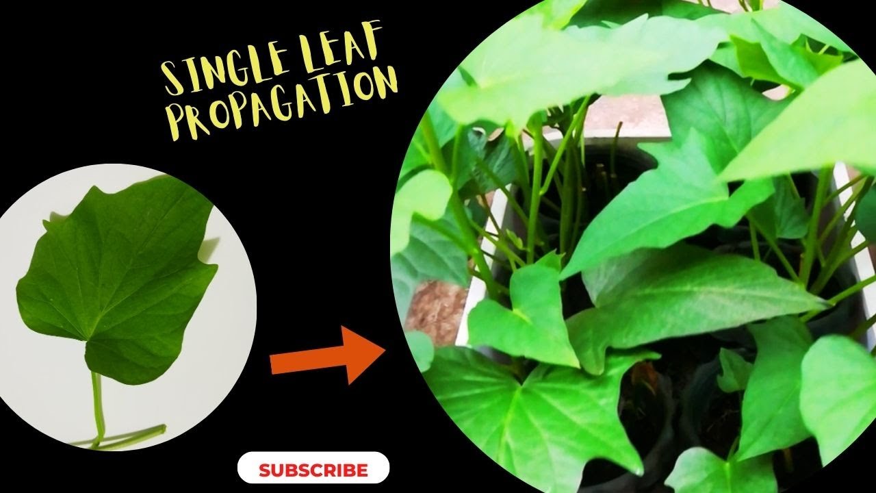 Method to produce more planting materials of sweet potato at home: Comparative