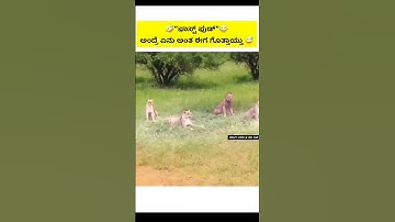 Animals funny video 😂 #shorts .