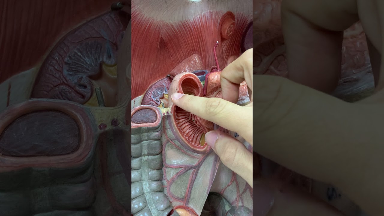 İnce Bağırsak Anatomisi