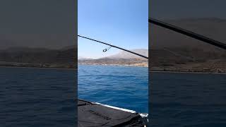 fish pull so hard 🤕 #fishing #fish #fishinglife #angler
