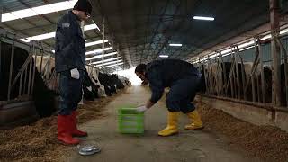 Amasya DSYB Rasyon Çalışmaları