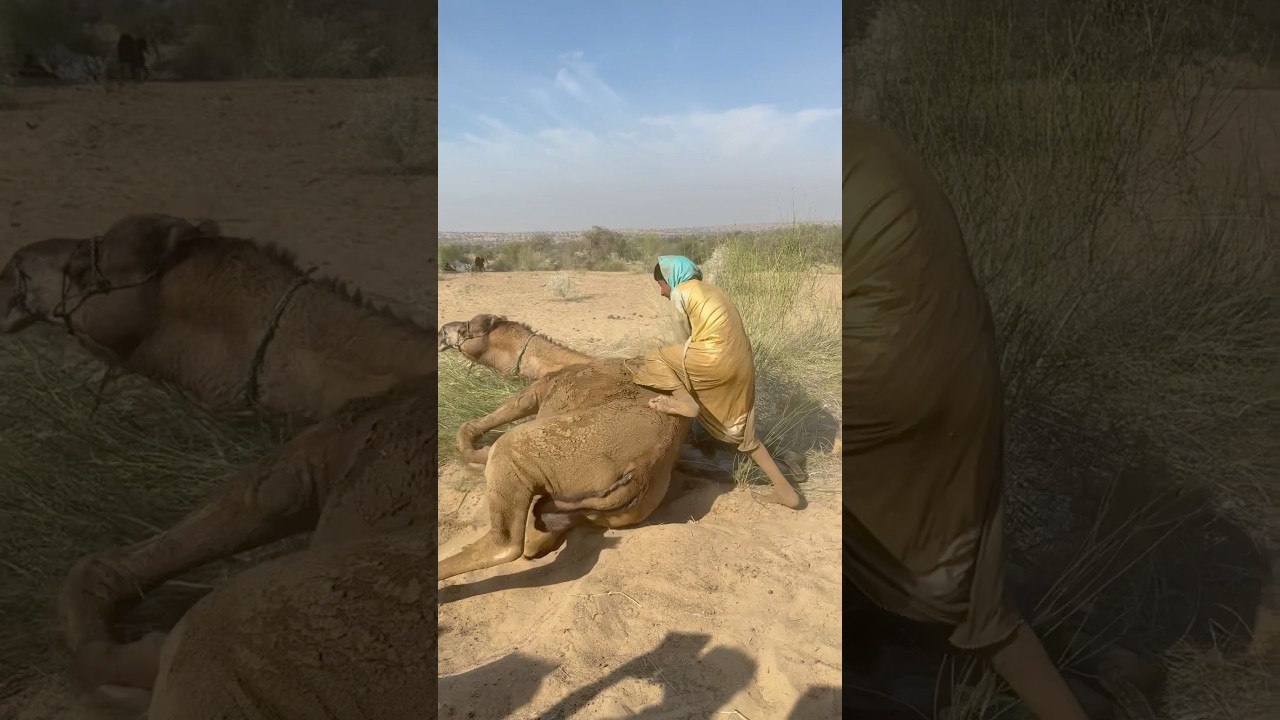 الفتاة تحاول ركوب الجمل لكنها تشعر بالخوف منه في مشهد ريفي صادق