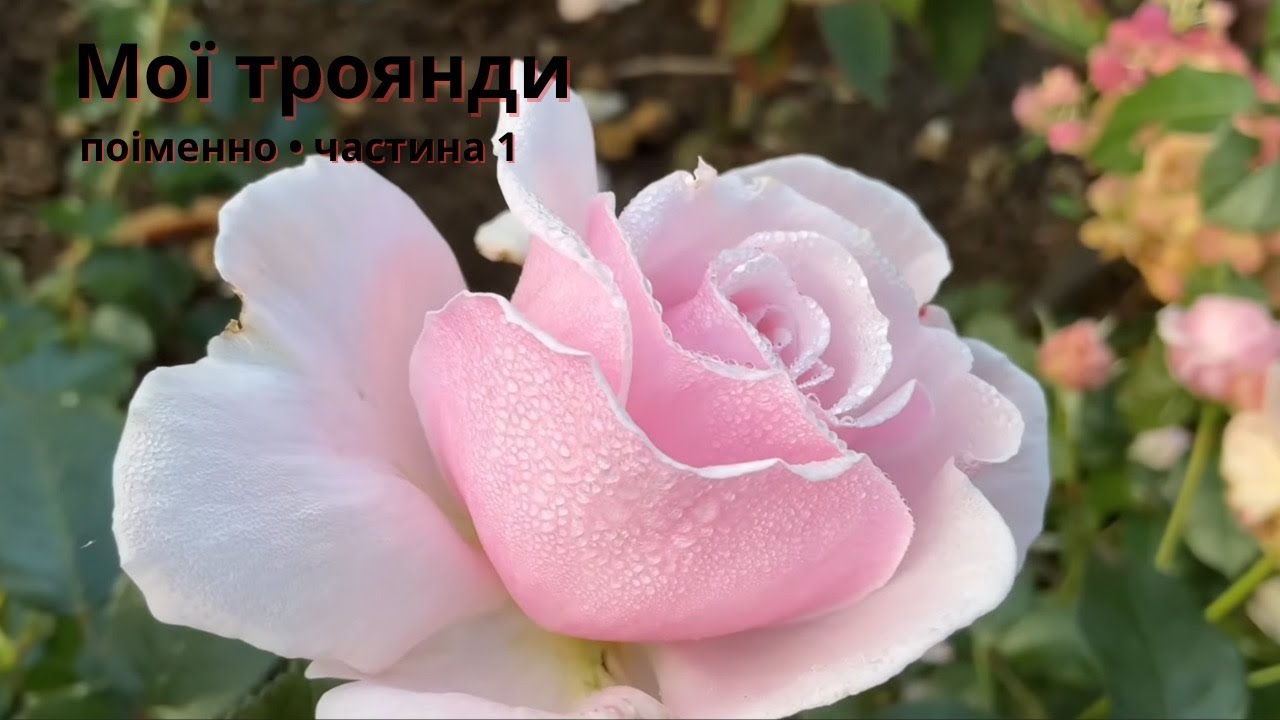 Мої троянди поіменно. Частина 1 Коли півонії цвітуть — я святкую життя 🌹