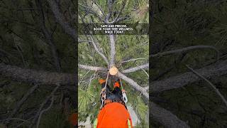 #colorado #tree #treecare #treeservice #treeremoval #trees #treecutting #nature #colorado