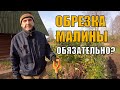 Ремонтантная малина - 130 кг с 5 метров. Обрезка малины осенью