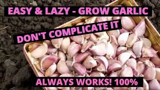 Growing garlic in the uk - easy & lazy tutorial cloves method always
works 100%