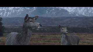 Balena Albastra 2017 Official Video