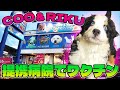 ておヤバい…!Coo&RIKUからお迎えした両目が青いバーニーズの危機