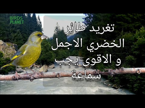 اجمل تغريد لطائر الخضري مميز جدا 