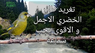 اجمل تغريد لطائر الخضري مميز جدا