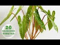 20 Different Kinds Of Philodendron