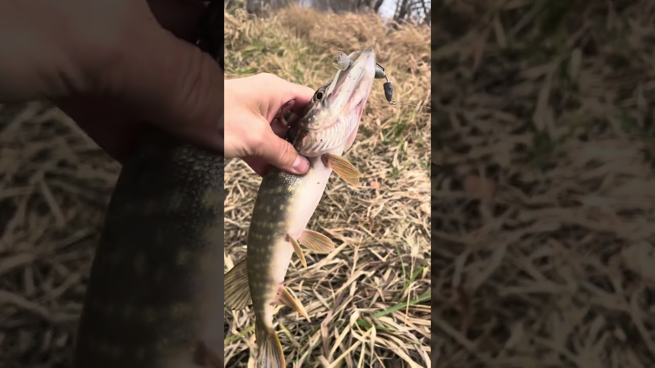 Сегодня весь хищник пассивный!☹️